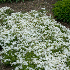 Creeping Phlox Homegrown Seeds